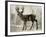 Camouflage Animals - Deer-Tania Bello-Framed Giclee Print