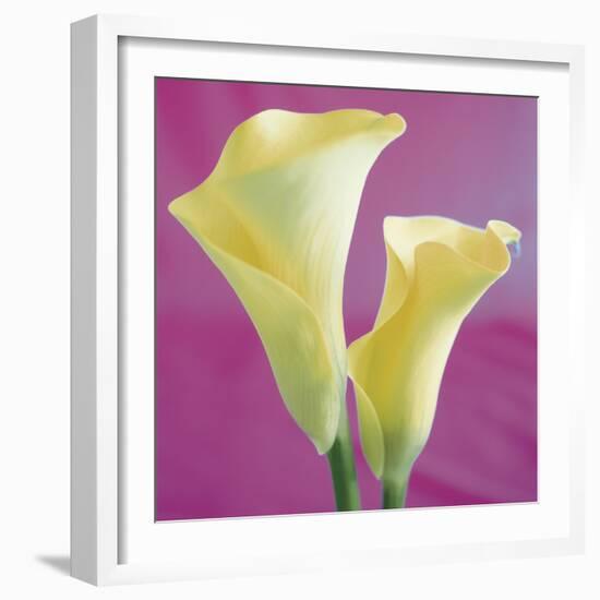 Lily Bloom VII-Bill Philip-Framed Giclee Print