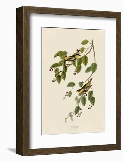 Carbonated Warbler-John James Audubon-Framed Giclee Print