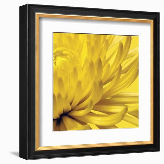 Yellow Mum 2-Jenny Kraft-Framed Art Print