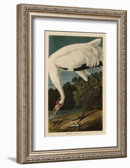 Hooping Crane-John James Audubon-Framed Art Print