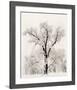 Oak Tree-Ansel Adams-Framed Art Print