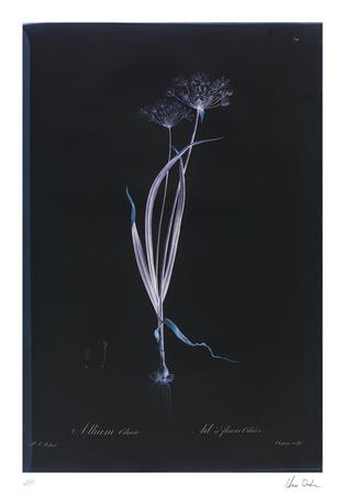Limited Edition, , small