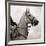 Dressage - The Counter-Pete Kelly-Framed Giclee Print