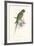 Hooded Parakeet-Edward Lear-Framed Giclee Print