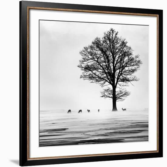 Roes-null-Framed Giclee Print