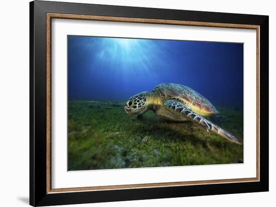 Green Turtle-Barathieu Gabriel-Framed Giclee Print