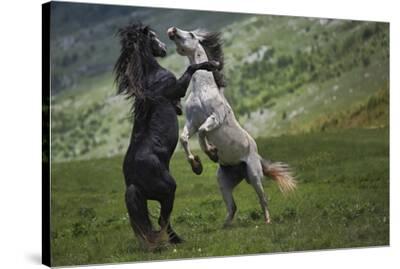 'Black And White' Stretched Canvas Print Vedran Vidak