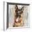 German Shepherd-Keri Rodgers-Framed Giclee Print