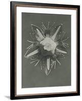 Parnassia palustris-Karl Blossfeldt-Framed Giclee Print