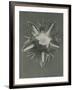 Parnassia palustris-Karl Blossfeldt-Framed Giclee Print