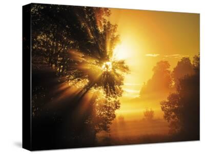Stretched Canvas Print, , small