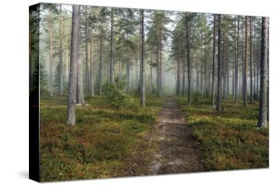 Stretched Canvas Print, , small