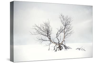 Stretched Canvas Print, , small