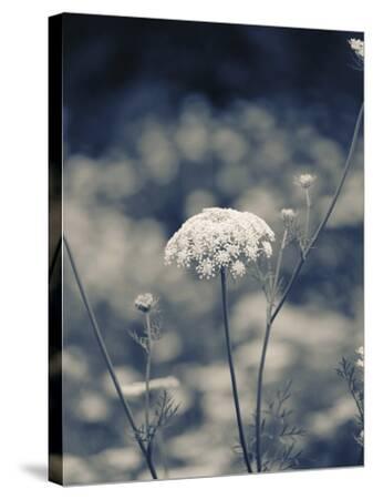 Stretched Canvas Print, , small