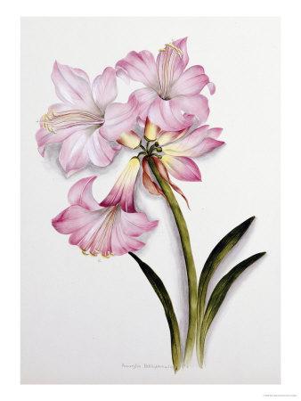 Amaryllis Belladonna, circa 1910 Giclee Print by Ethel May Dixie | Art.com