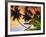 Blue Lagoon Resort Beach, Weno Centre, Micronesia-John Elk III-Framed Photographic Print