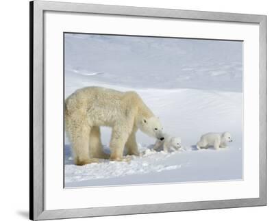 Polar Bear (Ursus Maritimus) Mother with Twin Cubs, Wapusk National ...