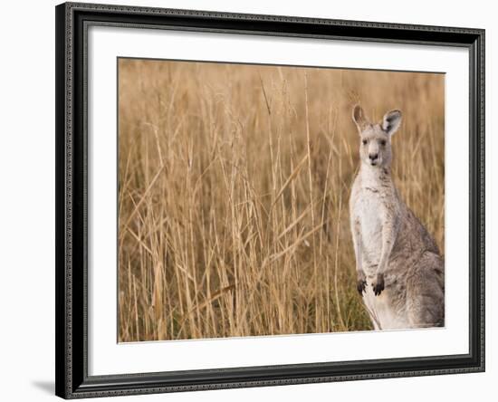 Eastern Grey Kangaroo, Kosciuszko National Park, New South Wales, Australia-Jochen Schlenker-Framed Photographic Print