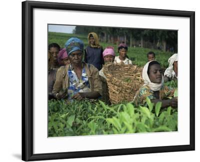 Picking Tea on a Plantation, Bonga Forest, Ethiopia, Africa ...