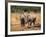 Baby Elephants, Playing in Addo Elephant National Park, South Africa-Steve & Ann Toon-Framed Photographic Print