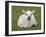 Spring Lamb, Scotland, United Kingdom-Steve & Ann Toon-Framed Photographic Print