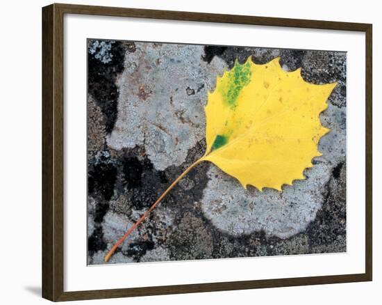 Leaf of a Bigtooth Aspen on Lichen and Granite, Howe Brook, Baxter State Park, Maine, USA-Jerry & Marcy Monkman-Framed Photographic Print