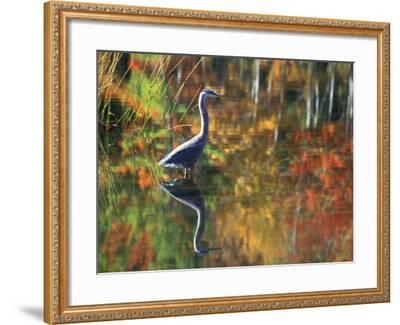 Great Blue Heron in Fall Reflection, Adirondacks, New 