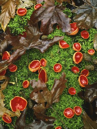 'Scarlet Cup Fungi on Bed of Moss on Forest Floor, Columbia River