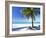 Palm Tree, White Sandy Beach and Indian Ocean, Jambiani, Island of Zanzibar, Tanzania, East Africa-Lee Frost-Framed Photographic Print