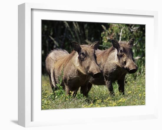 Warthogs (Phacochoerus Aethiopicus), Addo Elephant National Park, South Africa, Africa-James Hager-Framed Photographic Print