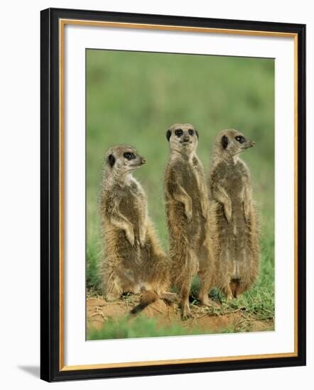 Three Meerkats (Suricates), Suricata Suricatta, Addo National Park, South Africa, Africa-Ann & Steve Toon-Framed Photographic Print