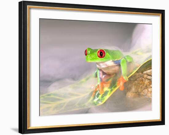 Red Eye Tree Frog in the Mist, Native to Central America-David Northcott-Framed Photographic Print