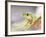 Red Eye Tree Frog in the Mist, Native to Central America-David Northcott-Framed Photographic Print