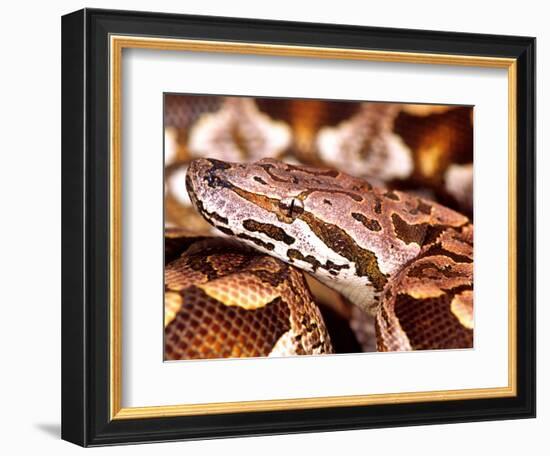 Dumeril's Boa, Native to Madagascar-David Northcott-Framed Photographic Print