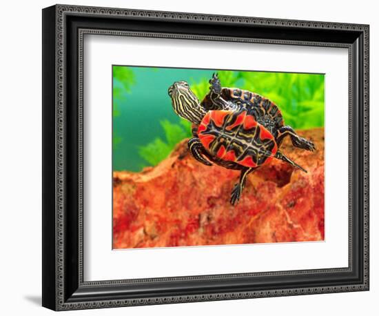 Red Belly Turtle Hatchling, Native to Southern USA-David Northcott-Framed Photographic Print