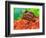 Red Belly Turtle Hatchling, Native to Southern USA-David Northcott-Framed Photographic Print