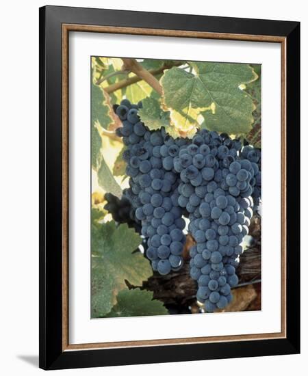 Wine Grapes, Vineyard, CA-Mark Gibson-Framed Photographic Print