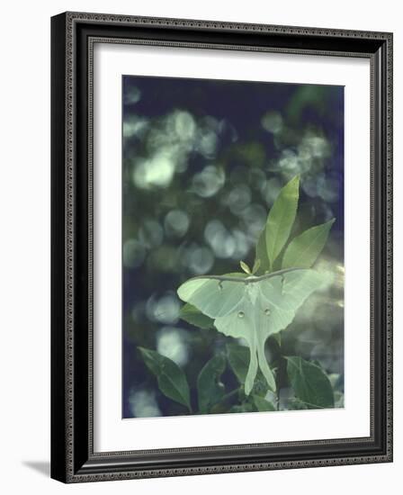 Luna Moth Clings to a Pond Side Chokecherry Tree-Alfred Eisenstaedt-Framed Photographic Print