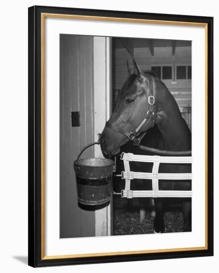 Citation in Stall-Tony Linck-Framed Photographic Print