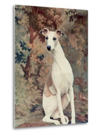 metal whippet chosen 88th kennel westminster leen nina annual portrait dog club