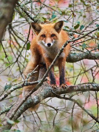 Premium Photographic Print, , small