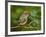 Male Ruby-Crowned Kinglet-Adam Jones-Framed Photographic Print