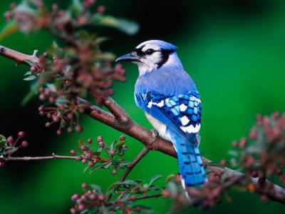Premium Photographic Print, , small