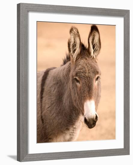 Philmont Scout Ranch Museum Burro, Cimarron, New Mexico, USA-Walter Bibikow-Framed Photographic Print