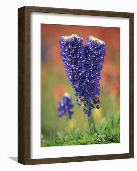 Double-Flowered Texas Bluebonnet, Hill Country, Texas, USA-Adam Jones-Framed Photographic Print