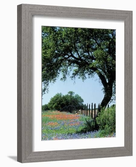 Paintbrush and Bluebonnets, Texas Hill Country, Texas, USA-Adam Jones-Framed Photographic Print