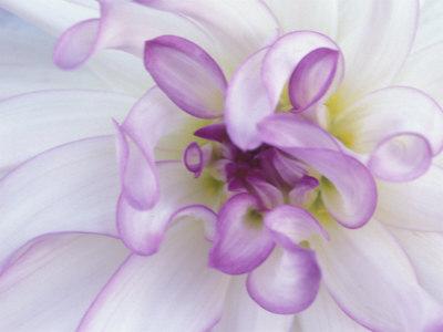Premium Photographic Print, , small