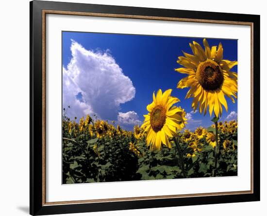 Sunflowers, Colorado, USA-Terry Eggers-Framed Photographic Print