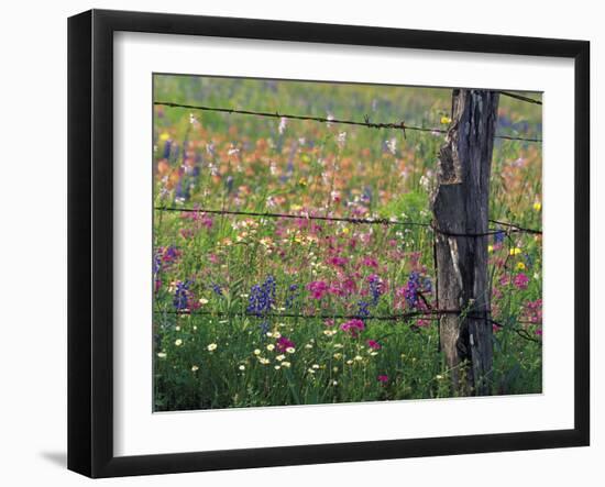 Fence Post and Wildflowers, Lytle, Texas, USA-Darrell Gulin-Framed Photographic Print